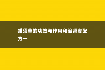 猫须草的功效与作用 (猫须草的功效与作用和治肾虚配方一)