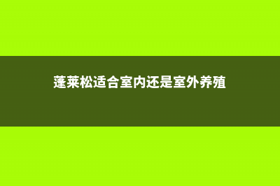 蓬莱松适合在室内养吗 (蓬莱松适合室内还是室外养殖)