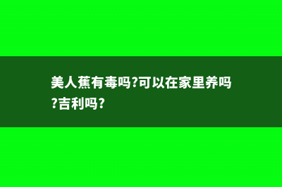 美人蕉有毒吗 (美人蕉有毒吗?可以在家里养吗?吉利吗?)