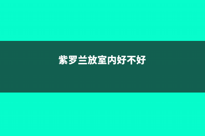 紫罗兰可以放室内吗 (紫罗兰放室内好不好)