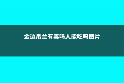 金边吊兰有毒吗 (金边吊兰有毒吗人能吃吗图片)