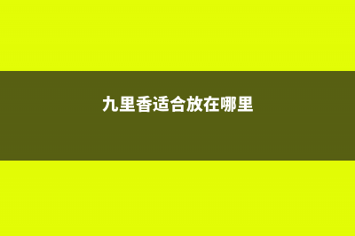 九里香适合放在室内吗 (九里香适合放在哪里)