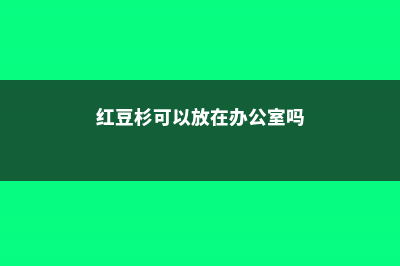 红豆杉可以放在卧室吗 (红豆杉可以放在办公室吗)