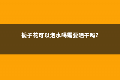 栀子花可以泡水喝吗 (栀子花可以泡水喝需要晒干吗?)