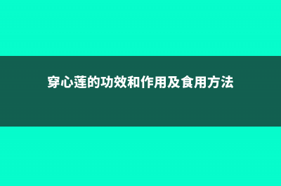 穿心莲的功效和作用 (穿心莲的功效和作用及食用方法)