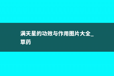 满天星的功效与作用 (满天星的功效与作用图片大全 草药)