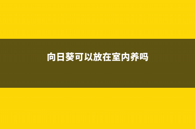 向日葵可以放在卧室吗 (向日葵可以放在室内养吗)