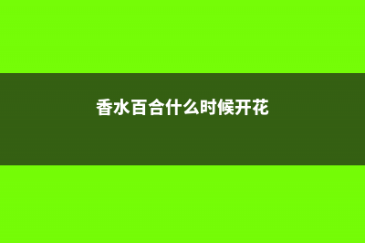 香水百合什么时候开花 (香水百合什么时候开花)