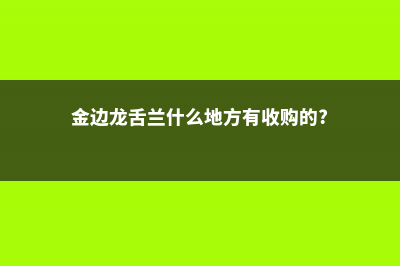 金边龙舌兰什么时候开花 (金边龙舌兰什么地方有收购的?)