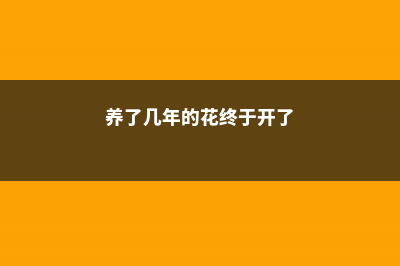 金边龙舌兰能放室内吗 (金边龙舌兰能放卧室吗)