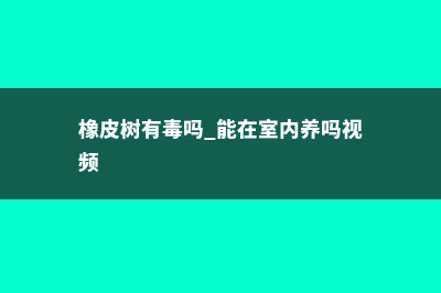 橡皮树有毒吗 (橡皮树有毒吗 能在室内养吗视频)