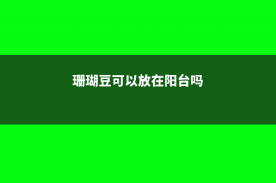 珊瑚豆可以放在卧室吗 (珊瑚豆可以放在阳台吗)