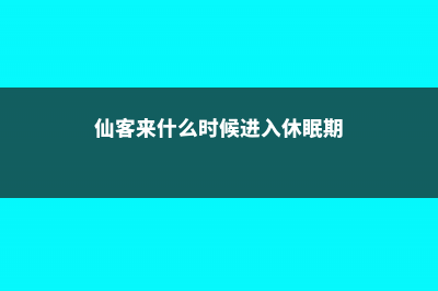 仙客来什么时候开花 (仙客来什么时候进入休眠期)