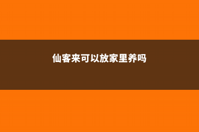 仙客来放客厅可以吗 (仙客来可以放家里养吗)