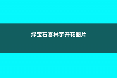 绿宝石喜林芋可以放在室内吗 (绿宝石喜林芋开花图片)