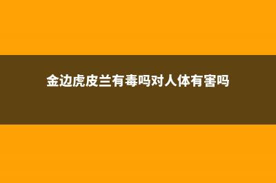 金边虎皮兰有毒吗 (金边虎皮兰有毒吗对人体有害吗)