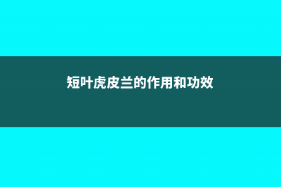 短叶虎皮兰的功效与作用 (短叶虎皮兰的作用和功效)