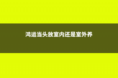 鸿运当头能放室内吗 (鸿运当头放室内还是室外养)