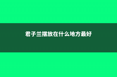 君子兰摆放哪里好 (君子兰摆放在什么地方最好)