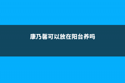 康乃馨可以放在室内吗 (康乃馨可以放在阳台养吗)