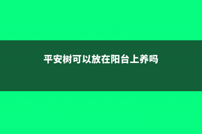 平安树可以放在客厅吗 (平安树可以放在阳台上养吗)