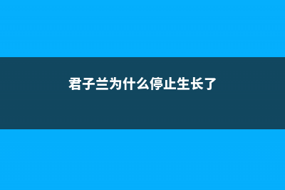 君子兰为什么春天开花 (君子兰为什么停止生长了)