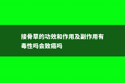 接骨草的功效和作用 (接骨草的功效和作用及副作用有毒性吗会致癌吗)