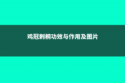 鸡冠刺桐的功效与作用 (鸡冠刺桐功效与作用及图片)