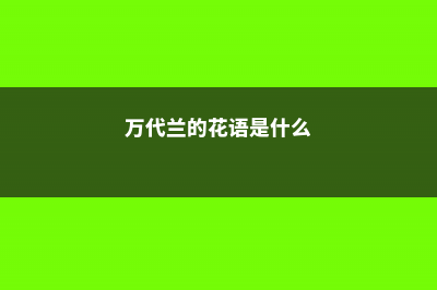 万代兰的花语及含义 (万代兰的花语是什么)