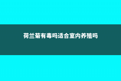 荷兰菊有毒吗 (荷兰菊有毒吗适合室内养殖吗)