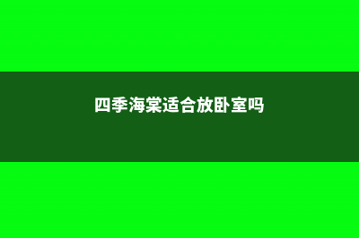 四季海棠适合放在室内养吗 (四季海棠适合放卧室吗)