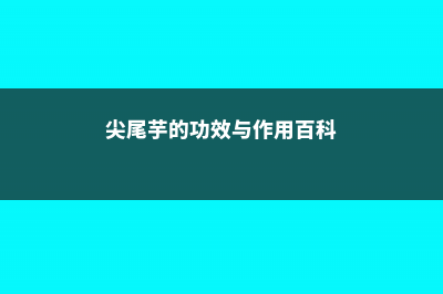 尖尾芋的功效与作用 (尖尾芋的功效与作用百科)