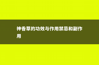 神香草的的功效与作用 (神香草的功效与作用禁忌和副作用)