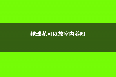 绣球花可以放室内吗 (绣球花可以放室内养吗)