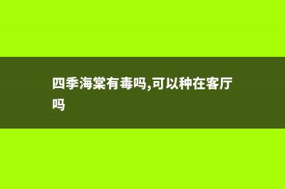 四季海棠有毒吗 (四季海棠有毒吗,可以种在客厅吗)