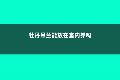 牡丹吊兰能放在卧室养吗 (牡丹吊兰能放在室内养吗)