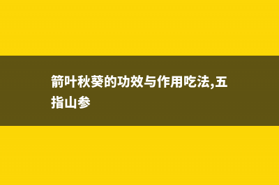 箭叶秋葵的功效与作用 (箭叶秋葵的功效与作用吃法,五指山参)