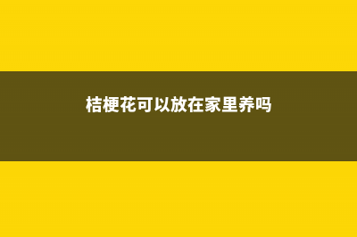 桔梗花可以放在卧室吗 (桔梗花可以放在家里养吗)