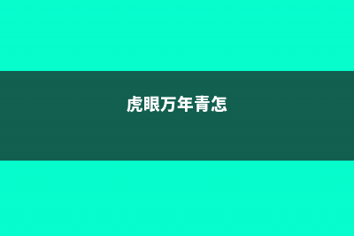 虎眼万年青的摆放风水禁忌 (虎眼万年青怎)