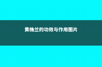 黄桷兰的功效与作用 (黄桷兰的功效与作用图片)