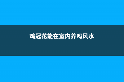 鸡冠花能在室内养吗 (鸡冠花能在室内养吗风水)