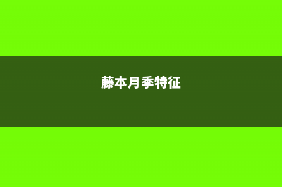 藤本月季的主要价值 (藤本月季特征)