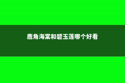 鹿角海棠和碧玉莲的区别 (鹿角海棠和碧玉莲哪个好看)