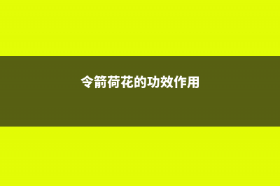 令箭荷花的功效与作用 (令箭荷花的功效作用)