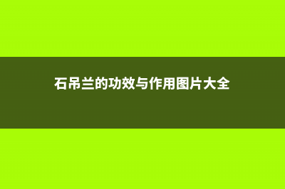 石吊兰的功效与作用 (石吊兰的功效与作用图片大全)