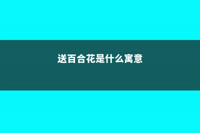 送百合花代表什么意思 (送百合花是什么寓意)