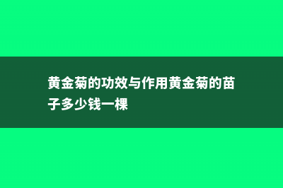 黄金菊的功效与作用 (黄金菊的功效与作用黄金菊的苗子多少钱一棵)