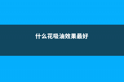 这6种花最“吸毒”，养一盆让你更健康！ (什么花吸油效果最好)