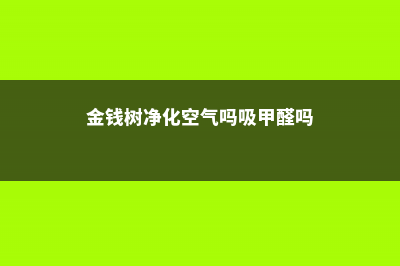 金钱树吸甲醛吗 (金钱树净化空气吗吸甲醛吗)