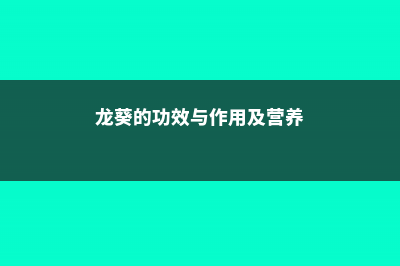 龙葵的功效与作用 (龙葵的功效与作用及营养)